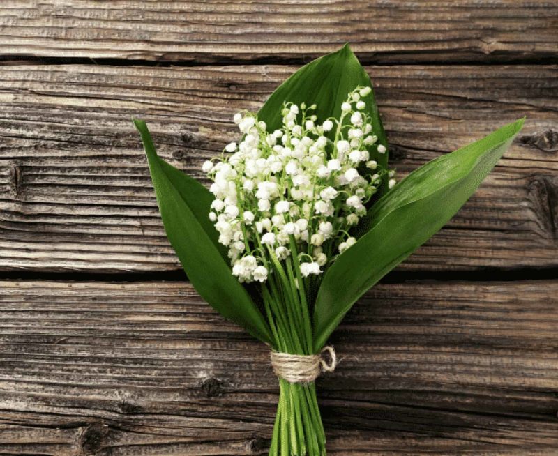 Muguet-du-premier-mai-composition