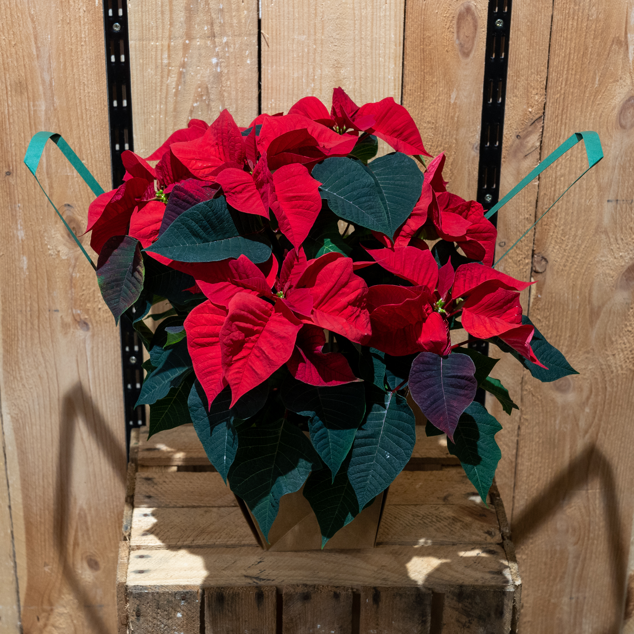 Poinsetia rouge