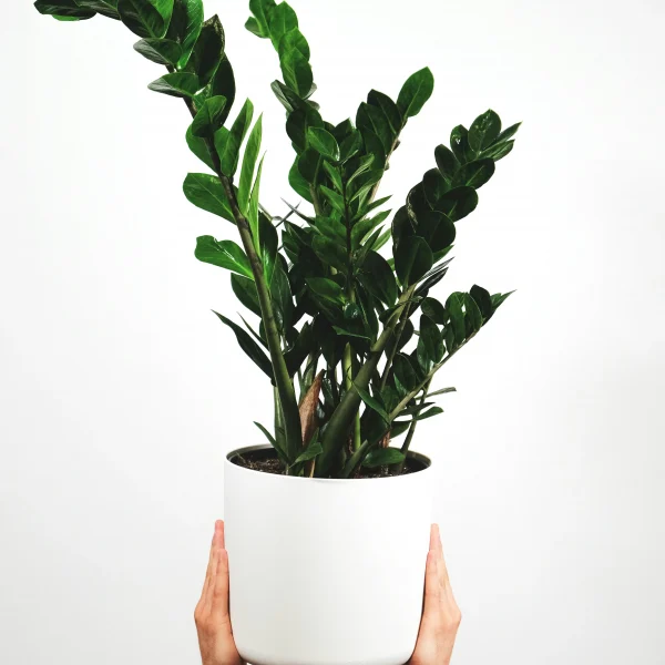 Le Zamioculcas Plante ZZ et son pot en céramique Monsieur Fleur