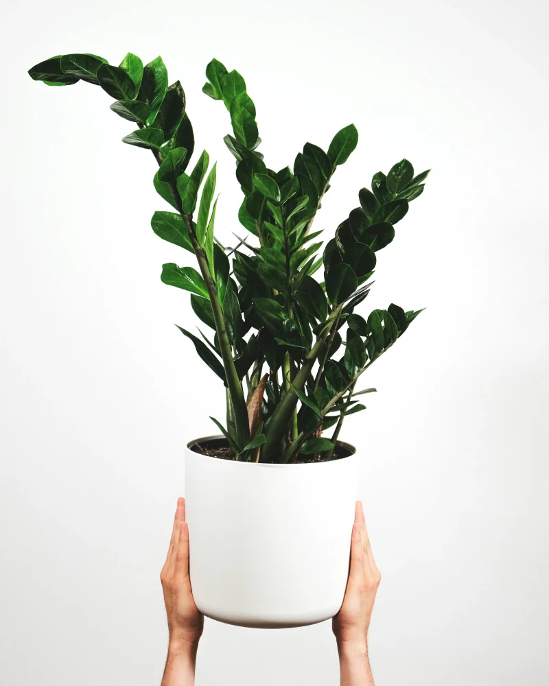 Le Zamioculcas Plante ZZ et son pot en céramique Monsieur Fleur