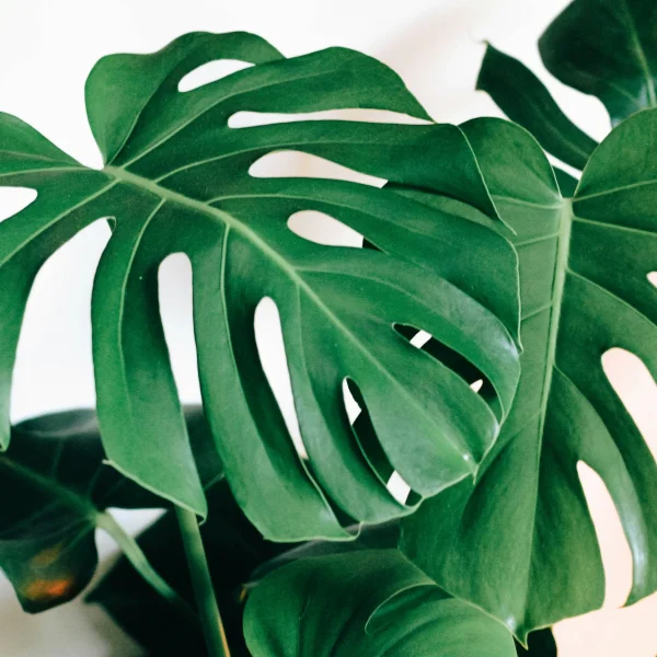 Monstera Deliciosa de taille moyenne avec son panier en jute naturelle