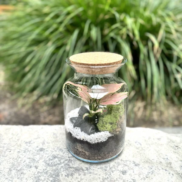 Terrarium Little Jungle Monsieur Fleur