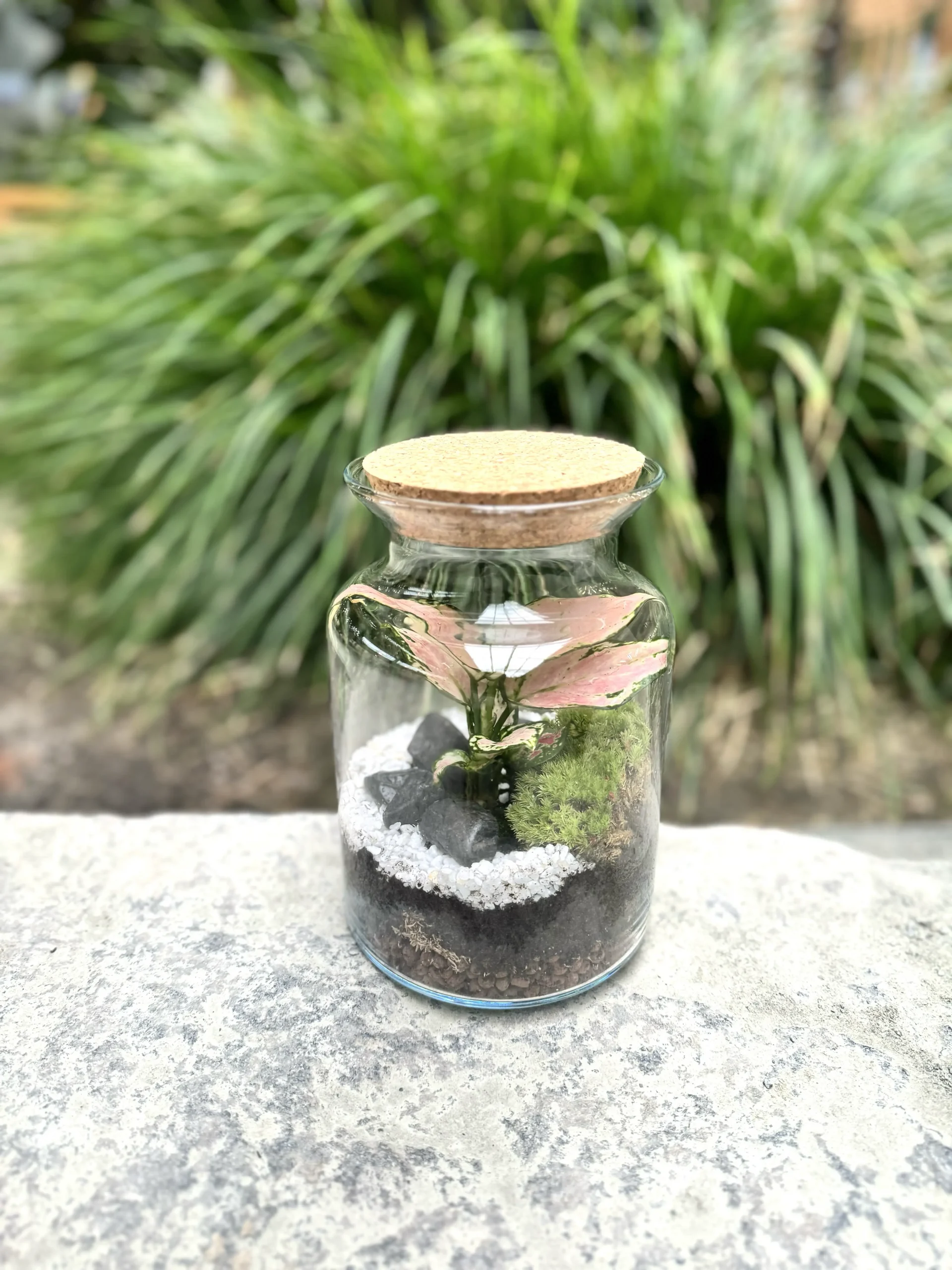 Terrarium Little Jungle Monsieur Fleur