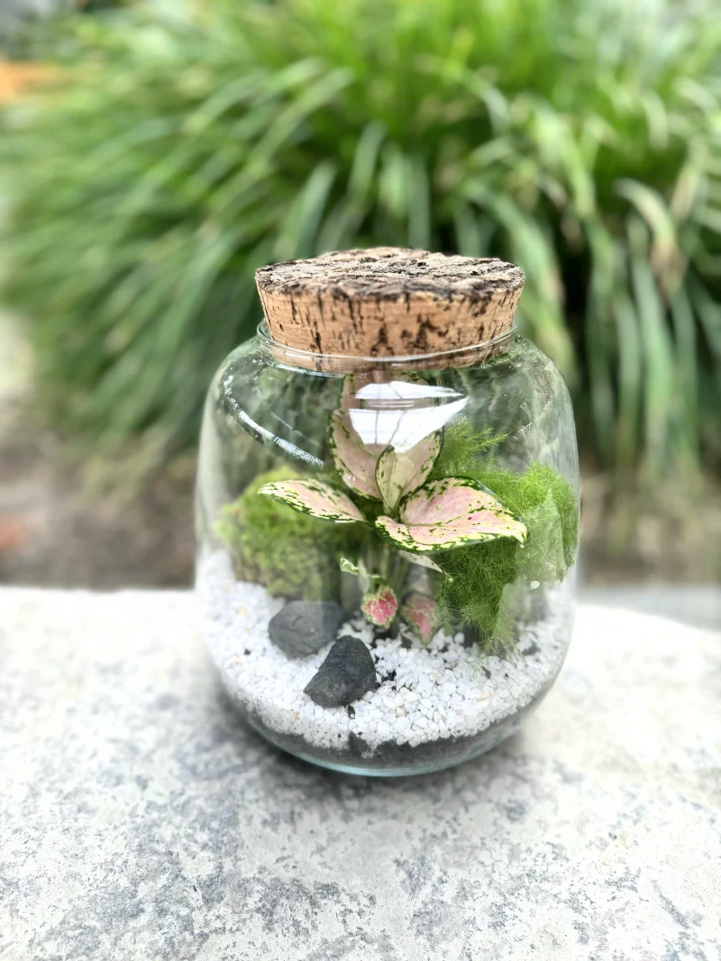 Terrarium Jungle Monsieur Fleur