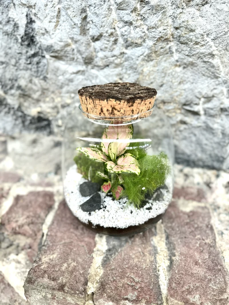 Terrarium Jungle Monsieur Fleur